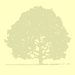 sfc.gif (1440 bytes)